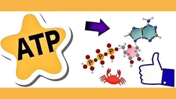 atp-la-gi-1