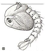 Nhộng của loài A. maculipennis thở trên bề mặt nước