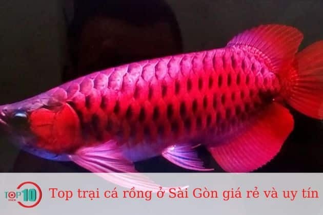 Cá rồng Hùng Anh