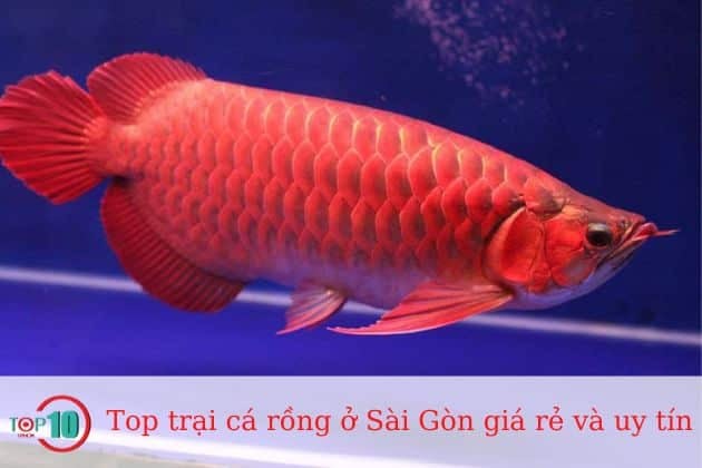 Cửa hàng cá rồng 1068.com