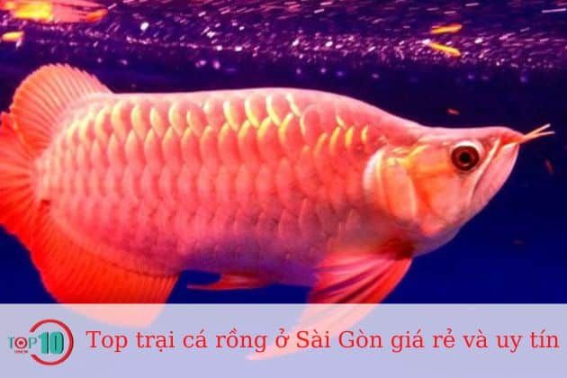 Cá Rồng Huyết Long Huy Thảo Arowana