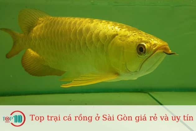 Trại cá rồng Hoàng Lam