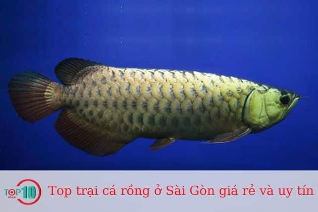 Cá cảnh rồng Nam Dương