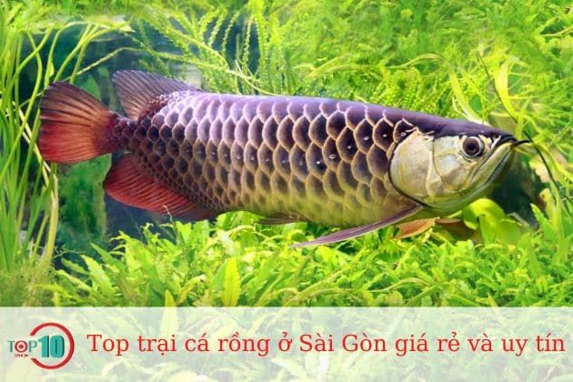 Cửa Hàng Cá Cảnh Thủy Sinh 246