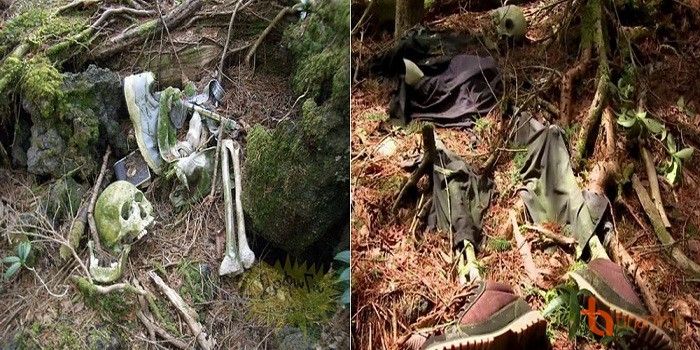 Aokigahara, nghĩa là Biển cây, còn được gọi là Jukai - “Khu rừng tự sát”. ảnh 1