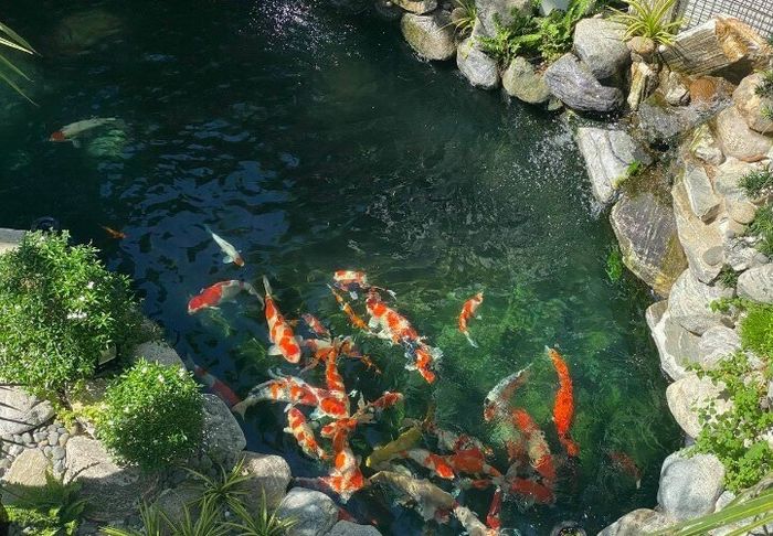 King Koi Farm