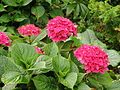 Hydrangea macrophylla