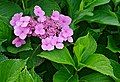 Hydrangea macrophylla