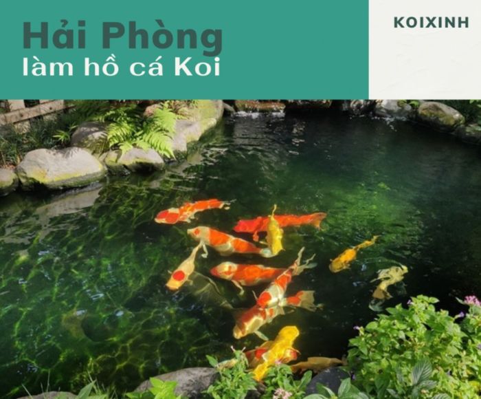 Dịch vụ thiết kế và thi công hồ cá Koi tại Hải Phòng