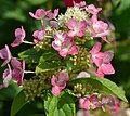 Hydrangea paniculata