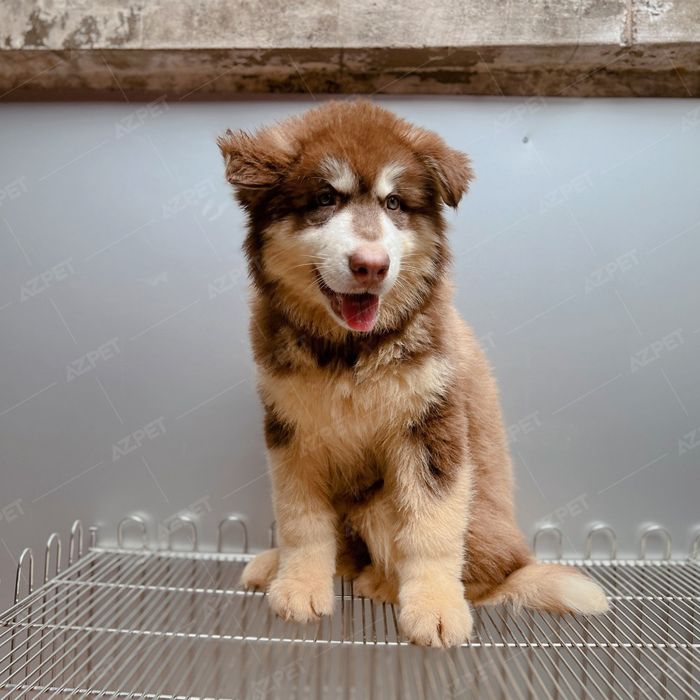 Hình ảnh Trại F8 Kennel số 2