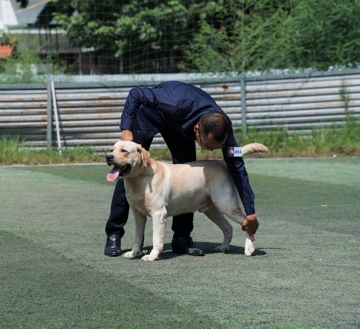 Vietnam Labrador Kennel hình ảnh 1