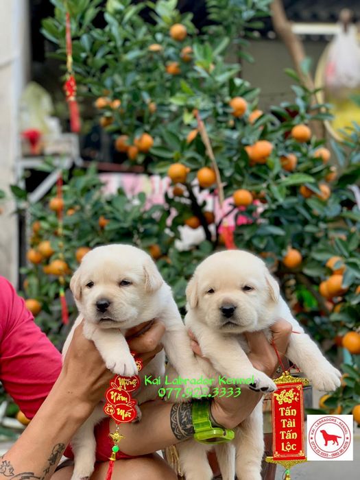 Kai Labrador Kennel ảnh 1