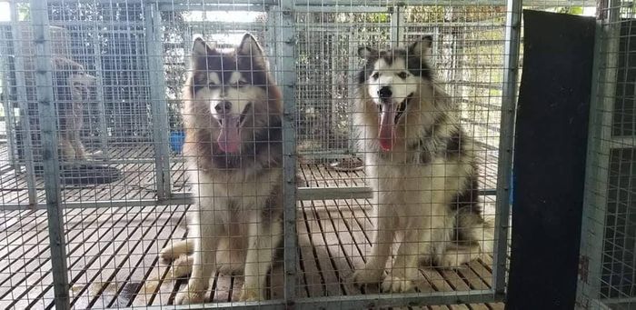 Hình ảnh Trại F8 Kennel số 1