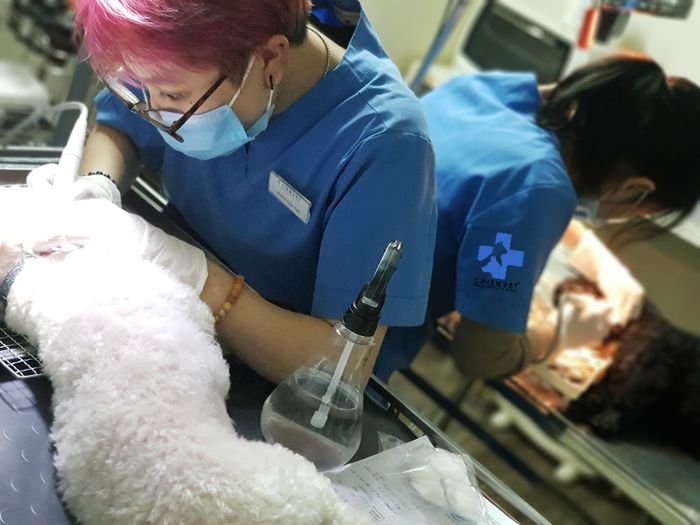 Hình ảnh Chien Vet Clinic 2