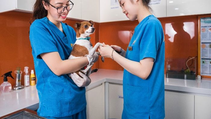 Hình ảnh 2 của Phòng Khám Thú Y 2Vet