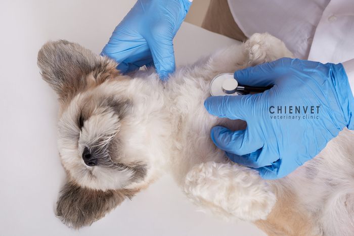 Hình ảnh Chien Vet Clinic 1