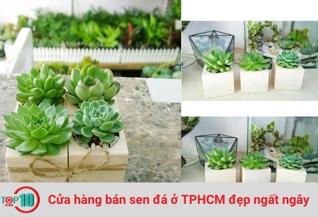 Shop Sen Đá Tiểu Cảnh 24h