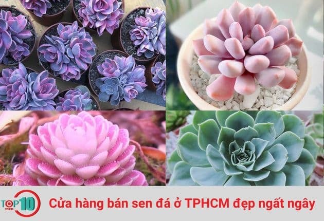 Các cửa hàng bán sen đá tại TP.HCM có thiết kế đẹp mắt