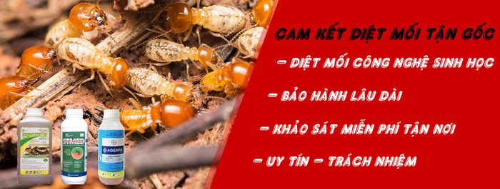 Dịch Vụ Diệt Mối Tại Hà Nội