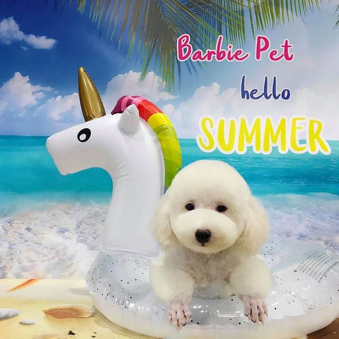 Barbie Pet tại Hà Nội