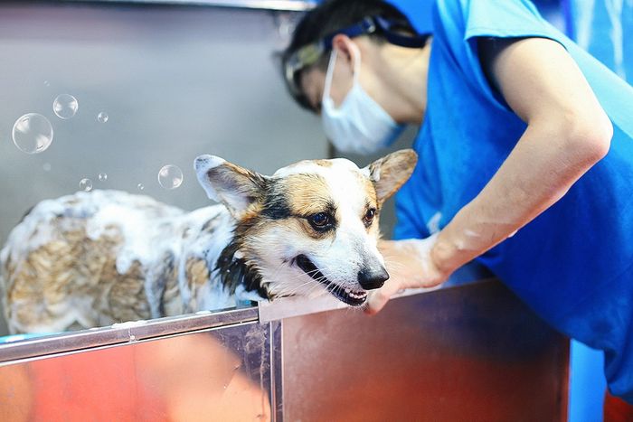 Pet Mart tại Hà Nội