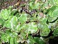 Lunularia cruciata, một loài rêu tản