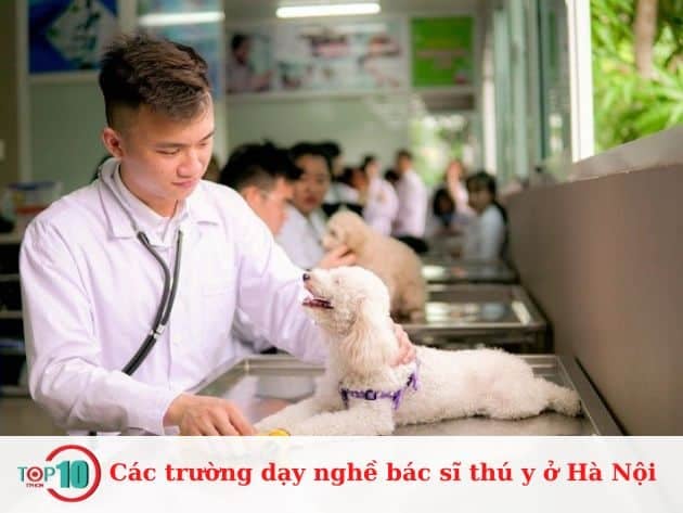 Các trường dạy nghề bác sĩ thú y ở Hà Nội