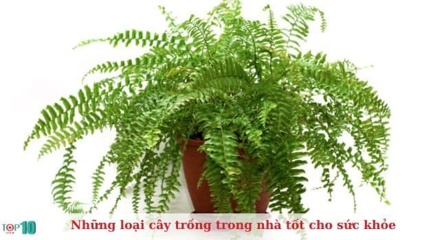 Cây dương xỉ Mỹ