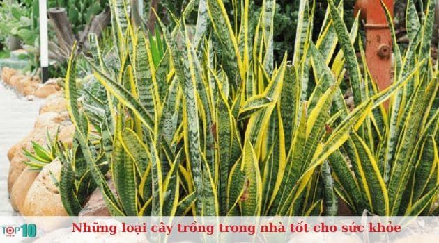 Cây lưỡi hổ