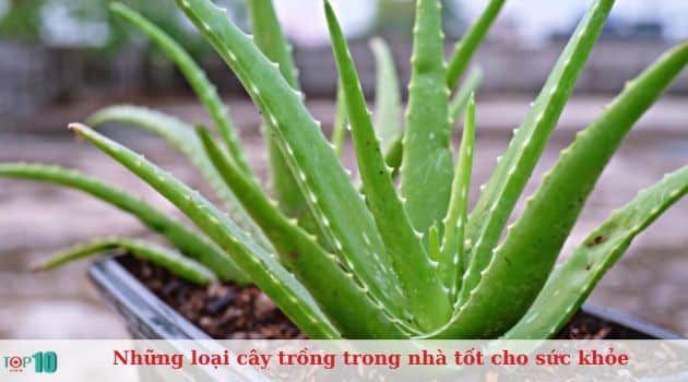 Cây lô hội