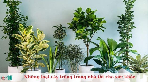 Các loại cây nội thất có lợi cho sức khỏe