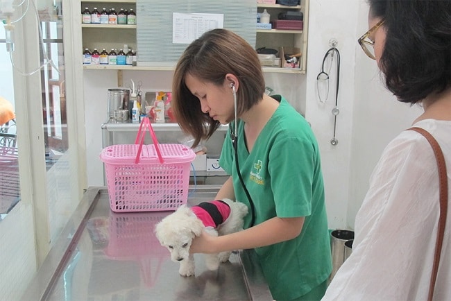 Phòng khám bệnh viện thú y PetCare là một trong những cơ sở khám chữa bệnh cho thú cưng hàng đầu và đáng tin cậy nhất tại TP HCM