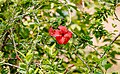 Cây râm bụt (Hibiscus rosa-sinensis) là một ví dụ tiêu biểu của cây thân gỗ dạng bụi.