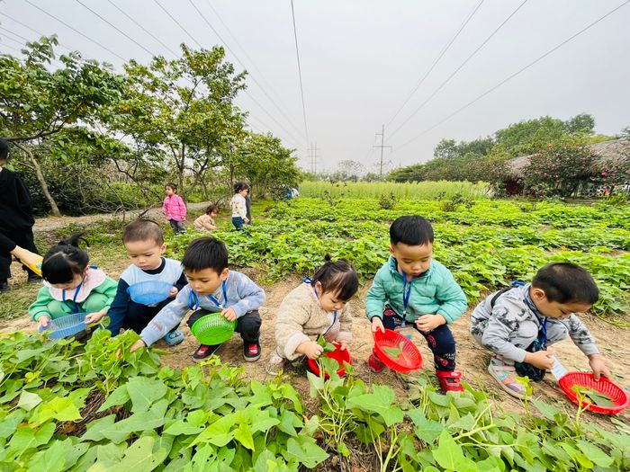 Hình ảnh trường mầm non Quốc tế American Montessori School AMSS 2