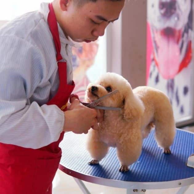 CPC Petcare là nơi spa chó mèo đáng tin cậy tại Thủ Đức