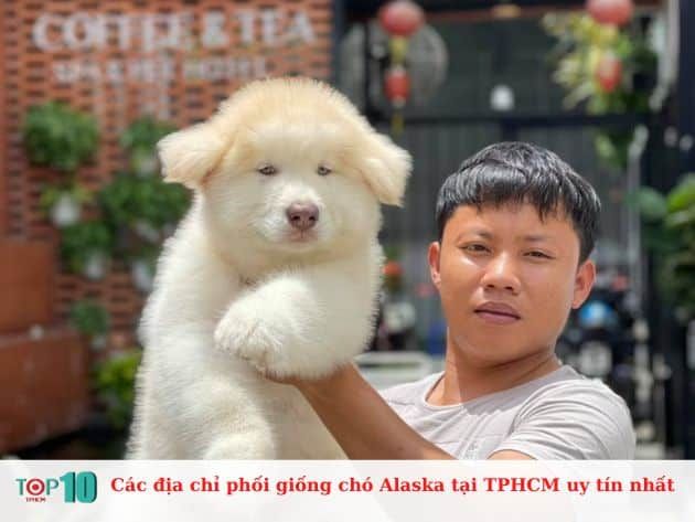 Những địa chỉ uy tín phối giống chó Alaska tại TP.HCM