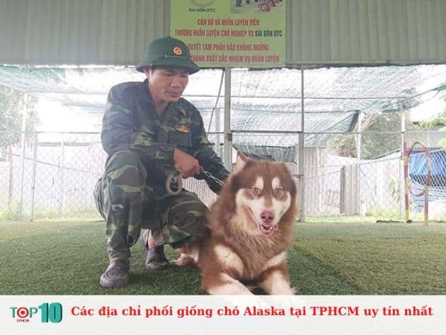 Những địa chỉ uy tín phối giống chó Alaska tại TP.HCM