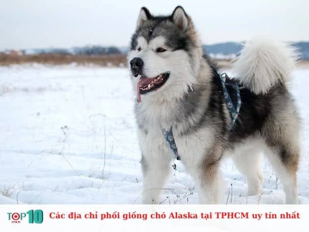 Những địa chỉ uy tín phối giống chó Alaska tại TP.HCM