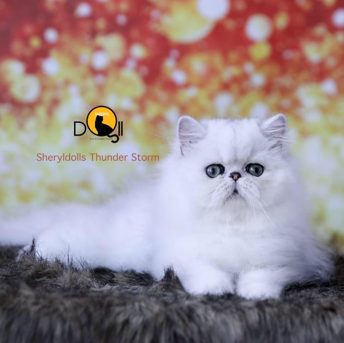 Ảnh Sheryldolls Cattery 2