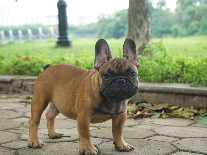 Bull Pháp Việt Nam - French Bulldog ảnh 2