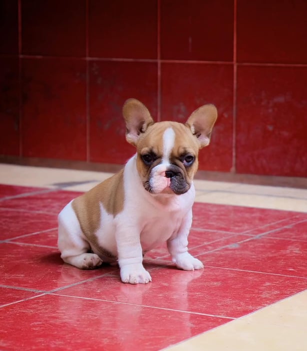 Bull Pháp Việt Nam - French Bulldog ảnh 1