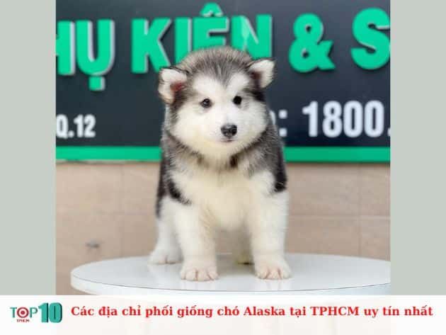 Chi phí phối giống chó Alaska tại Lê Trung Pet dao động từ 5-6 triệu đồng. Đây là mức giá hợp lý cho dịch vụ phối giống chất lượng.