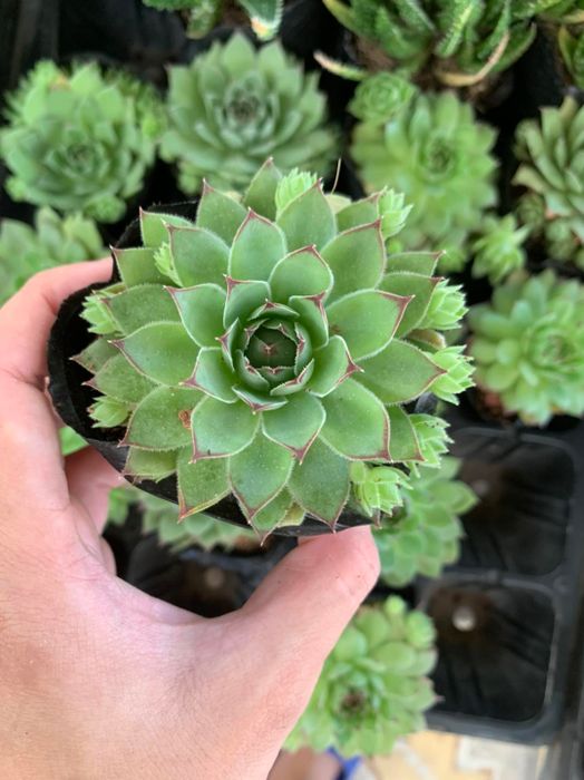 Ảnh của Sen Đá Ruby 1