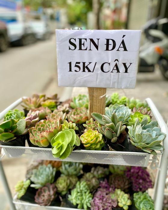 Hình ảnh 3 của Vườn Xanh