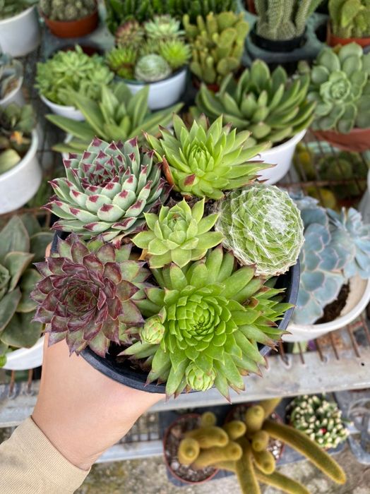 Hình ảnh Nhà Vườn Triều Phương 1