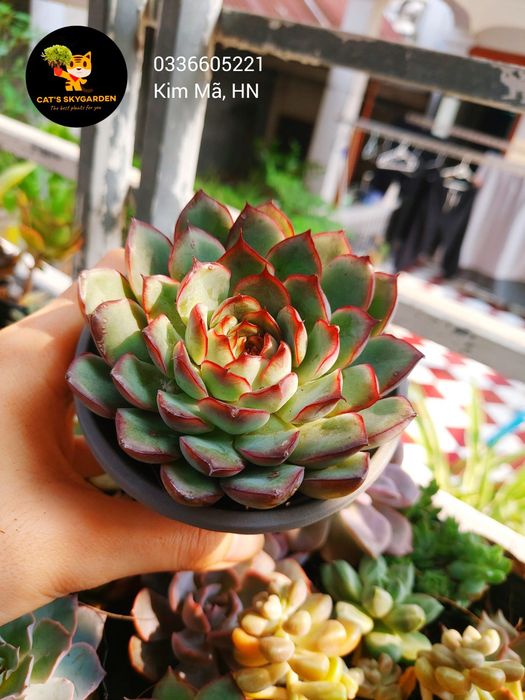 Ảnh 2 của Vườn Cây Cat's Sky