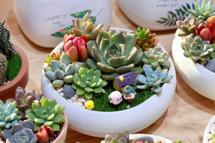 Hình ảnh 2 của Vườn Susu