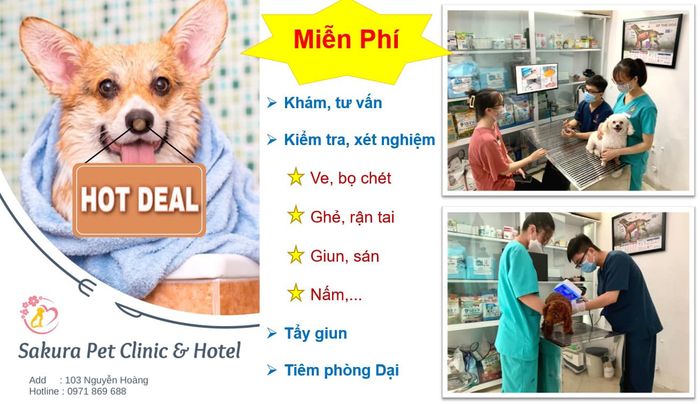 Sakura Pet Clinic & Hotel - Hình ảnh 1