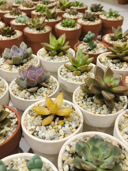 Ảnh của Lọ Mọ Garden